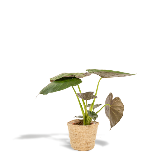 Alocasia Wentii Ø19cm mit dekorativem Korb Selin
