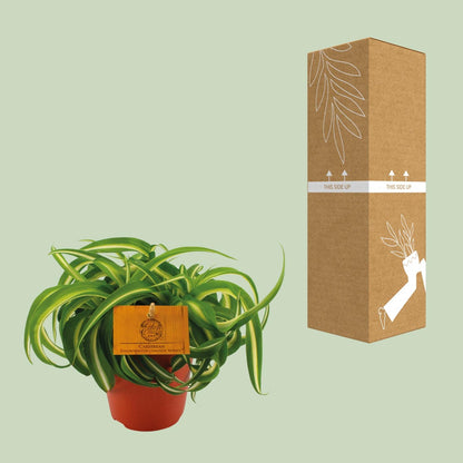 Chlorophytum Bonnie – pflegeleichte Spiderpflanze Ø12cm