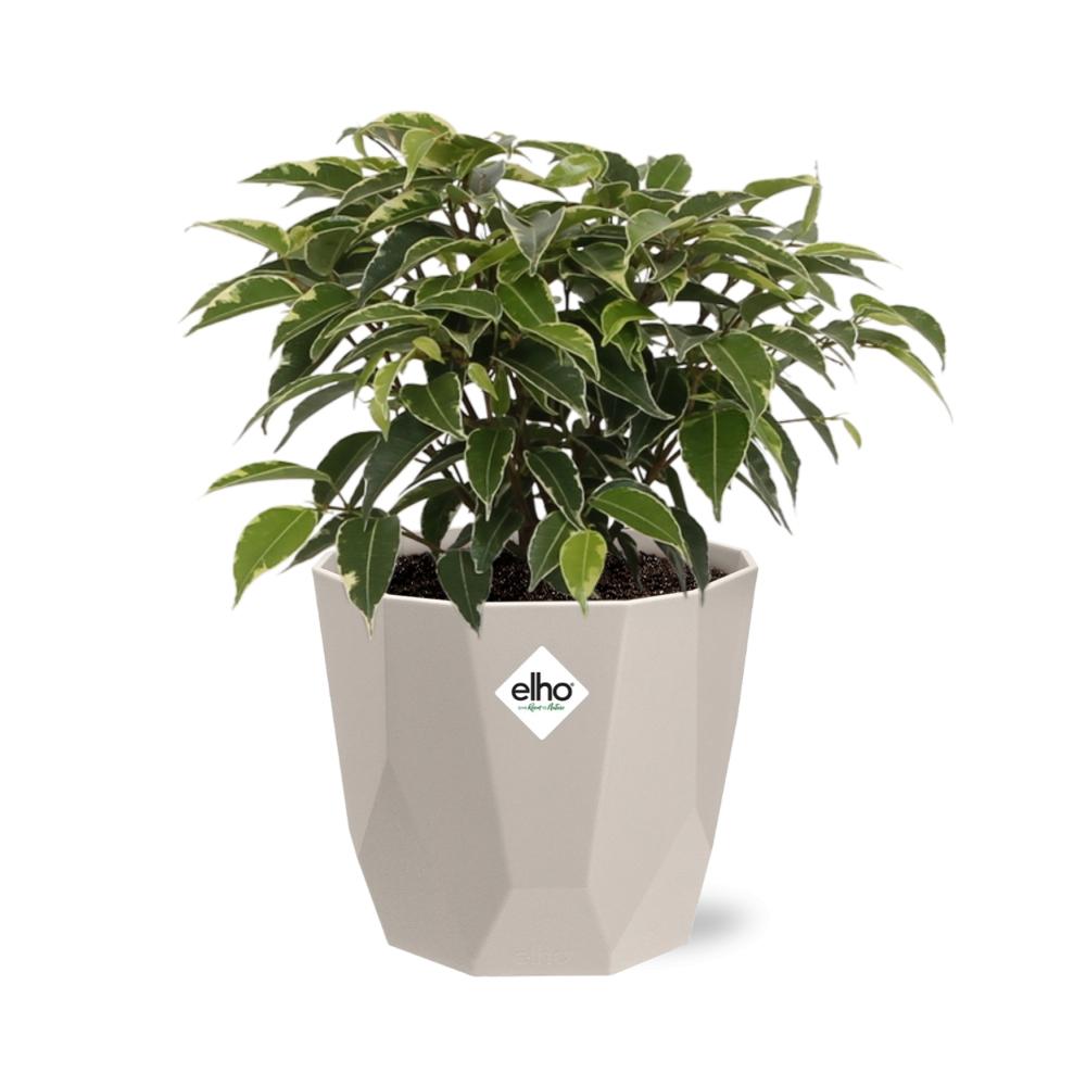Ficus Benjamina Kinky – Pflegeleichte Zimmerpflanze im ELHO Topf