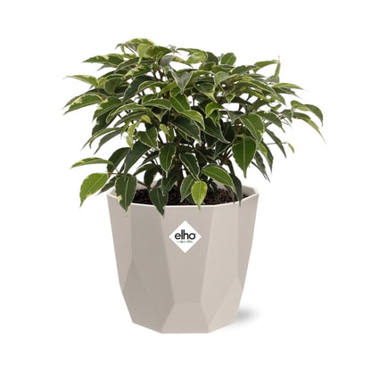 Ficus Benjamina Kinky – Pflegeleichte Zimmerpflanze im ELHO Topf