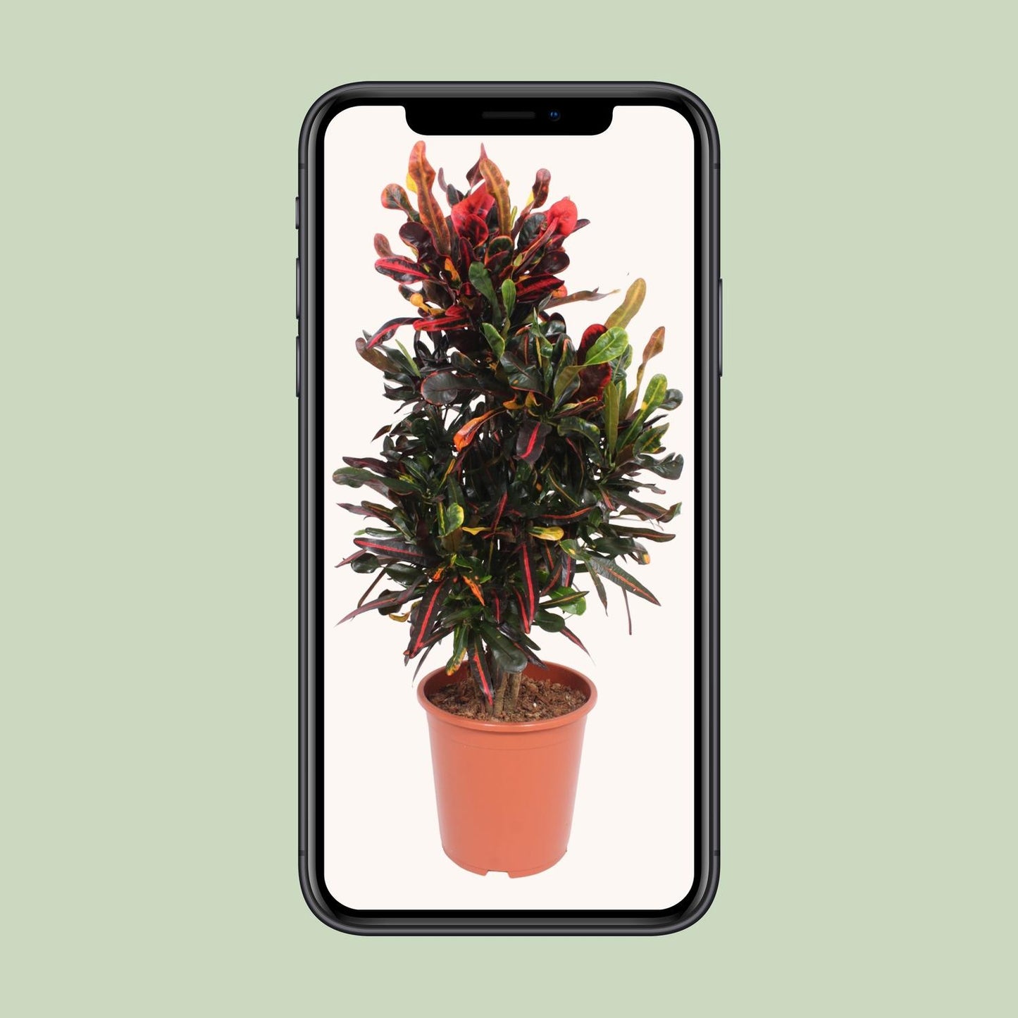 Codiaeum variegatum Mammi – Bunte Croton Zimmerpflanze Ø27cm