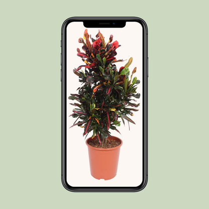 Codiaeum variegatum Mammi – Bunte Croton Zimmerpflanze Ø27cm