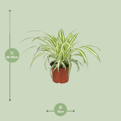 Chlorophytum (Spider-Pflanze) Ø12cm, 25cm Höhe – Pflegeleicht & Luftreinigend