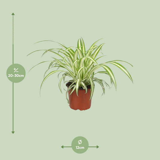Chlorophytum (Spider-Pflanze) Ø12cm, 25cm Höhe – Pflegeleicht & Luftreinigend