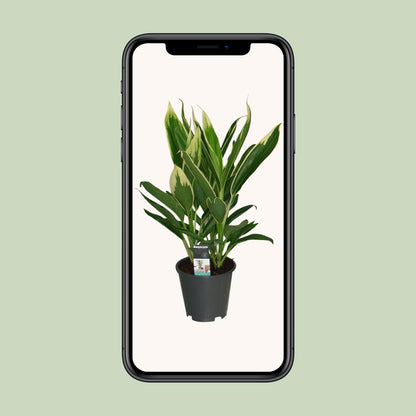 Cordyline New Conga – Pflegeleichte Zimmerpflanze Ø19cm