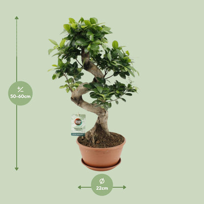 Ficus Ginseng – Pflegeleichte Zimmerpflanze Ø22cm