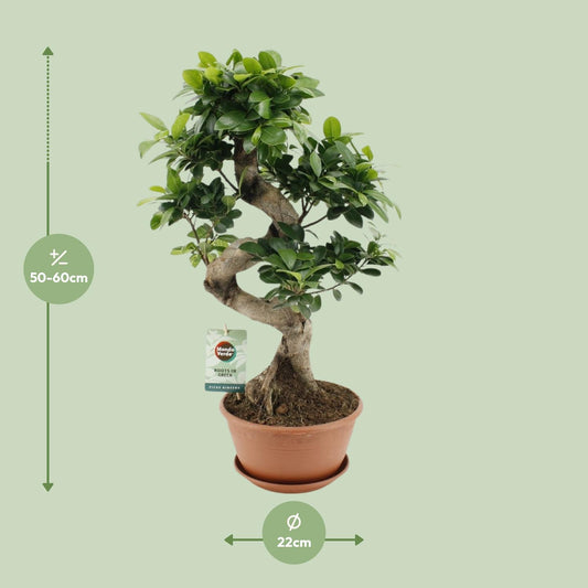 Ficus Ginseng – Pflegeleichte Zimmerpflanze Ø22cm