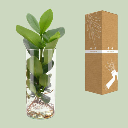 Clusia Hydroponie Pflanzenmix im Cylinder Glas Ø12cm