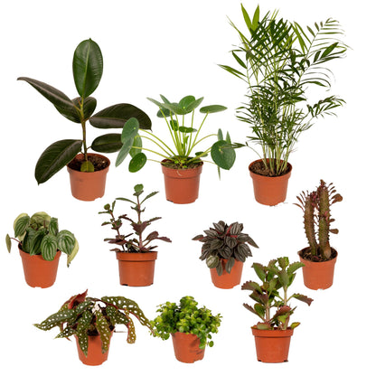 Außenseiterbox – 10 pflegeleichte Pflanzen Ø12cm