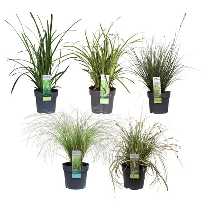 5er-Set Carex Mix – Pflegeleichte Ziergräser Ø14cm