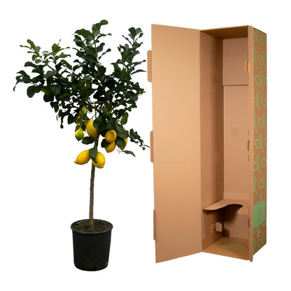 Citrus Lemon (Citroenboom) – Duftender Zitrusbaum 150 cm