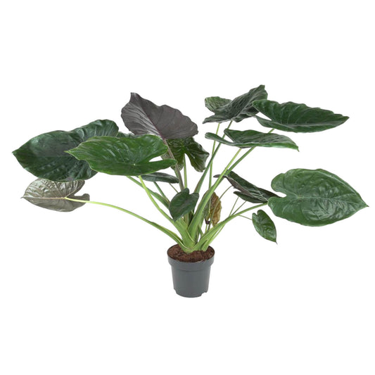 Alocasia Wentii – Exotische, pflegeleichte Zimmerpflanze 120 cm