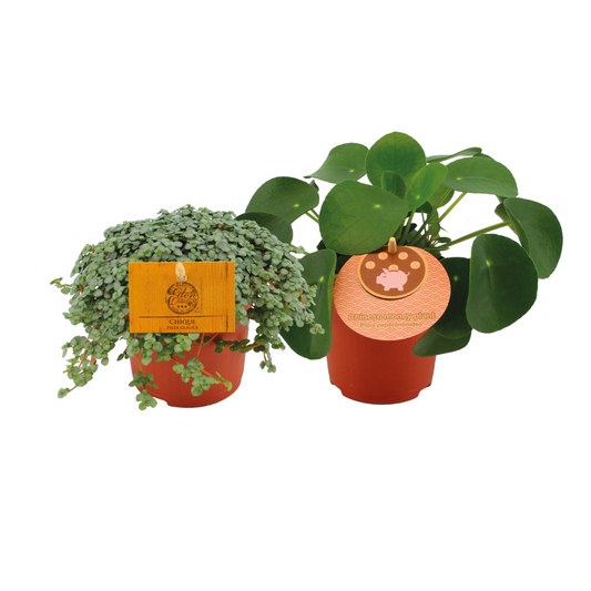 Pilea Duo – 2 pflegeleichte Zimmerpflanzen Ø10,5 cm