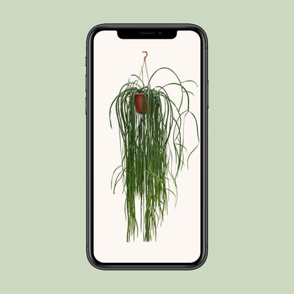 Lepismium Bolivianum – Pflegeleichter Hängekaktus Ø20cm