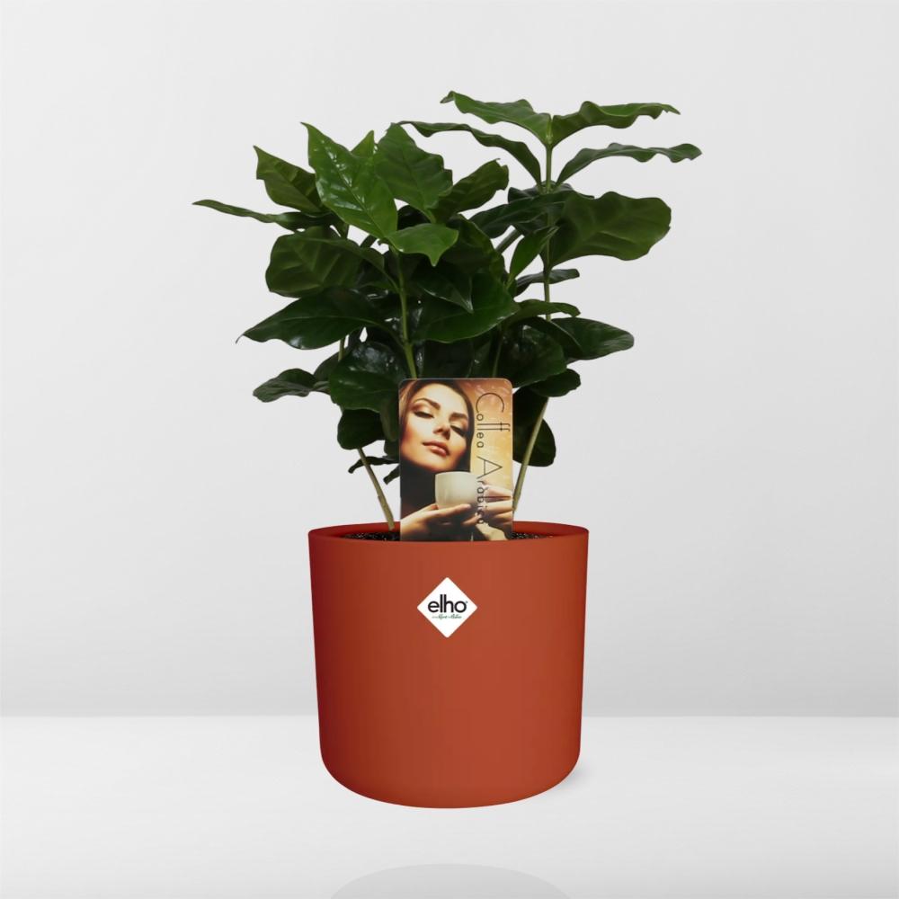 Coffea Arabica Zimmerpflanze im ELHO b.for soft Rond 14cm
