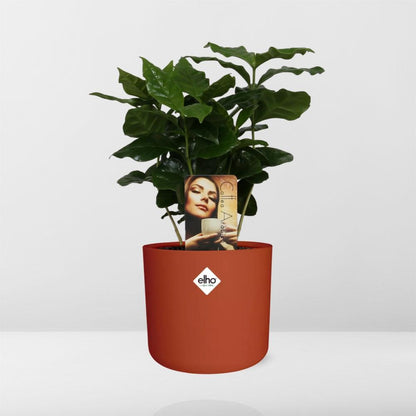 Coffea Arabica Zimmerpflanze im ELHO b.for soft Rond 14cm