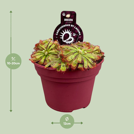 Sonnentau Drosera Aliciae – Pflegeleichte fleischfressende Pflanze Ø12cm