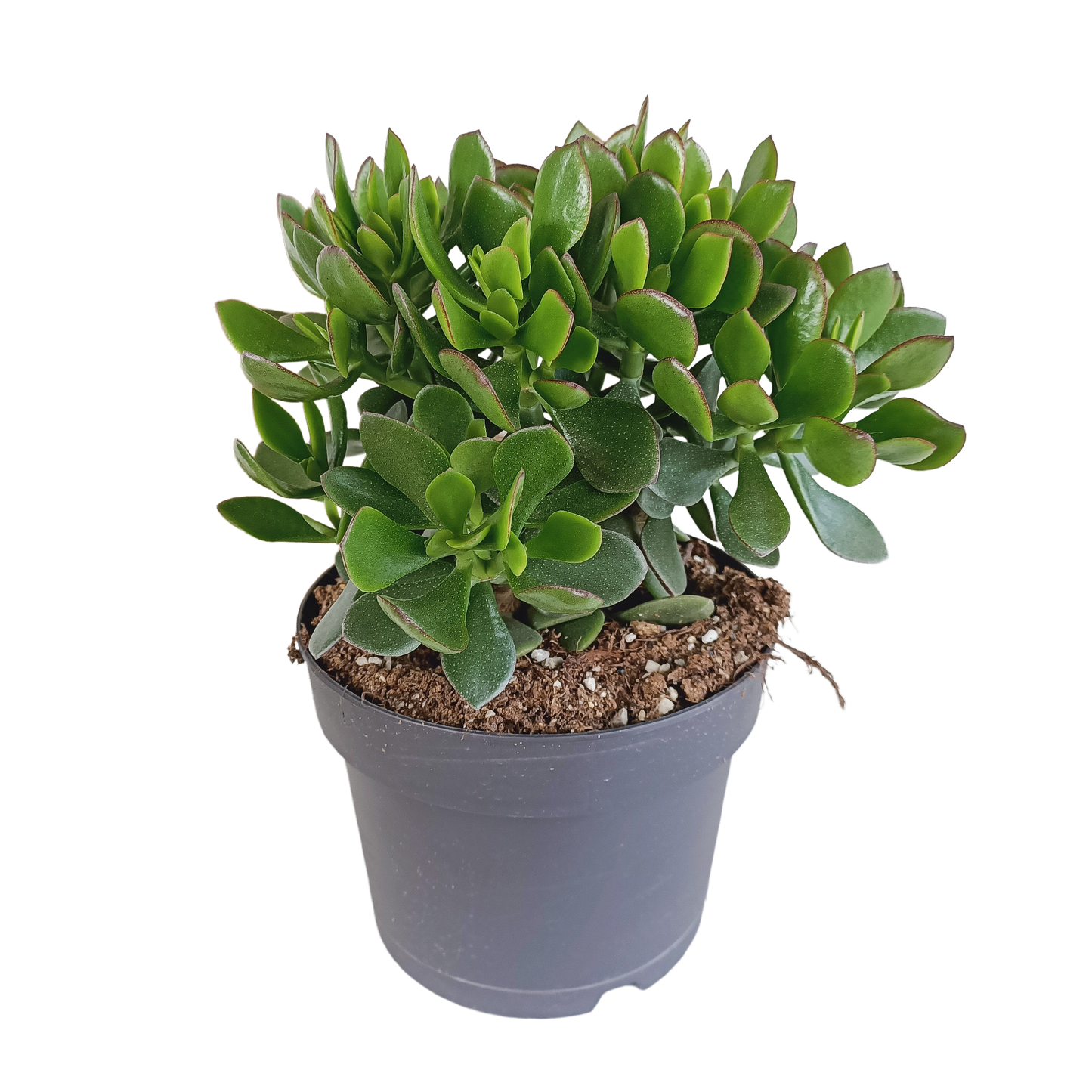 Crassula minova – Pflegeleichte Sukkulente 17 cm