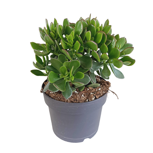 Crassula minova – Pflegeleichte Sukkulente 17 cm