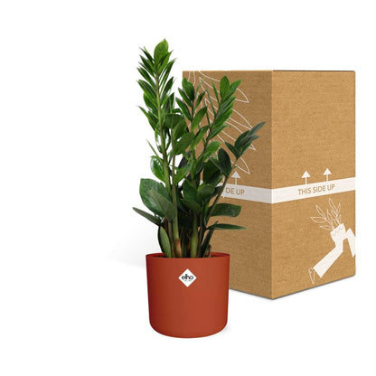 Zamioculcas – Pflegeleichte Zimmerpflanze 45-50 cm im ELHO Topf