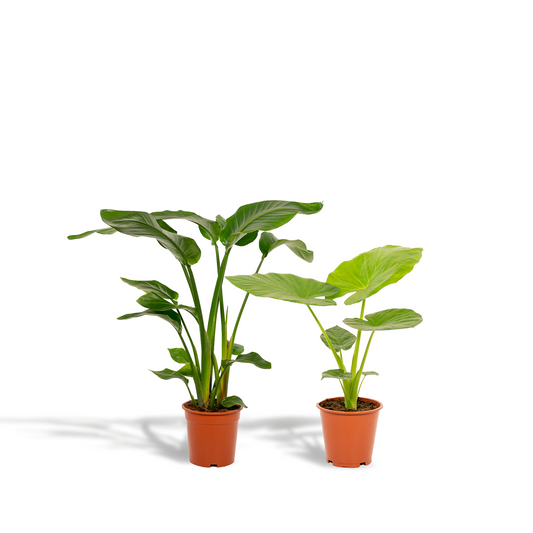 Strelitzia Nicolai & Alocasia Macrorrhiza – Große Zimmerpflanzen Ø19cm