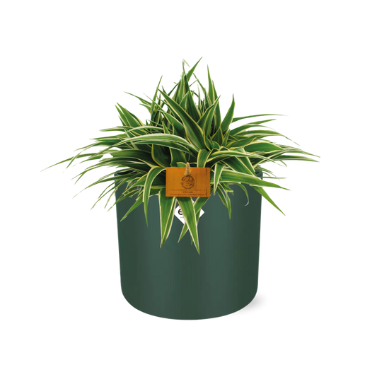 Chlorophytum Ocean 15cm – Pflegeleichte Spinnenpflanze