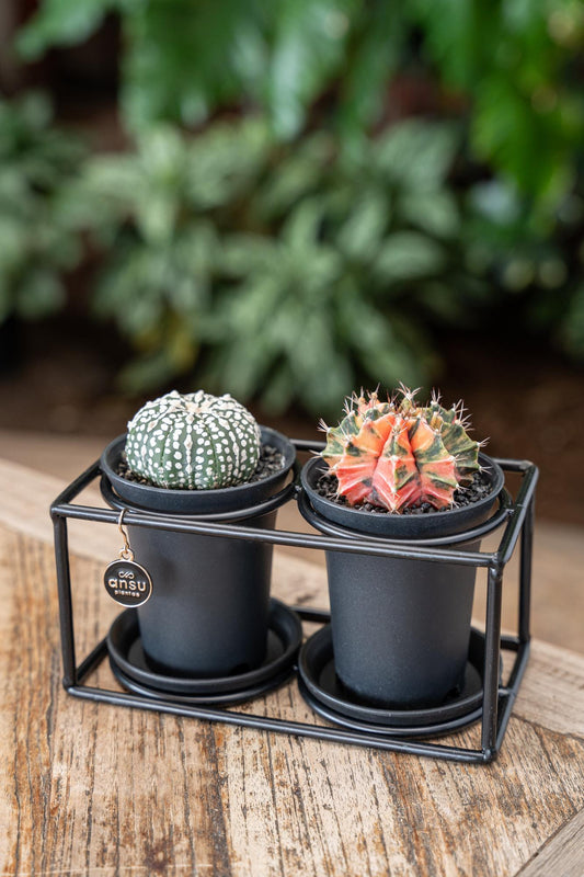 Cactus Duo im Designrahmen – Ø17cm – pflegeleicht