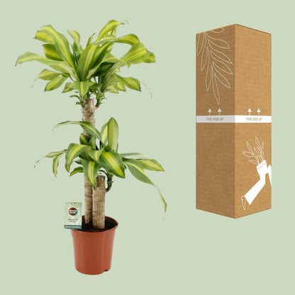 Dracaena Fragrans Massangeana – pflegeleichte Zimmerpflanze Ø19cm