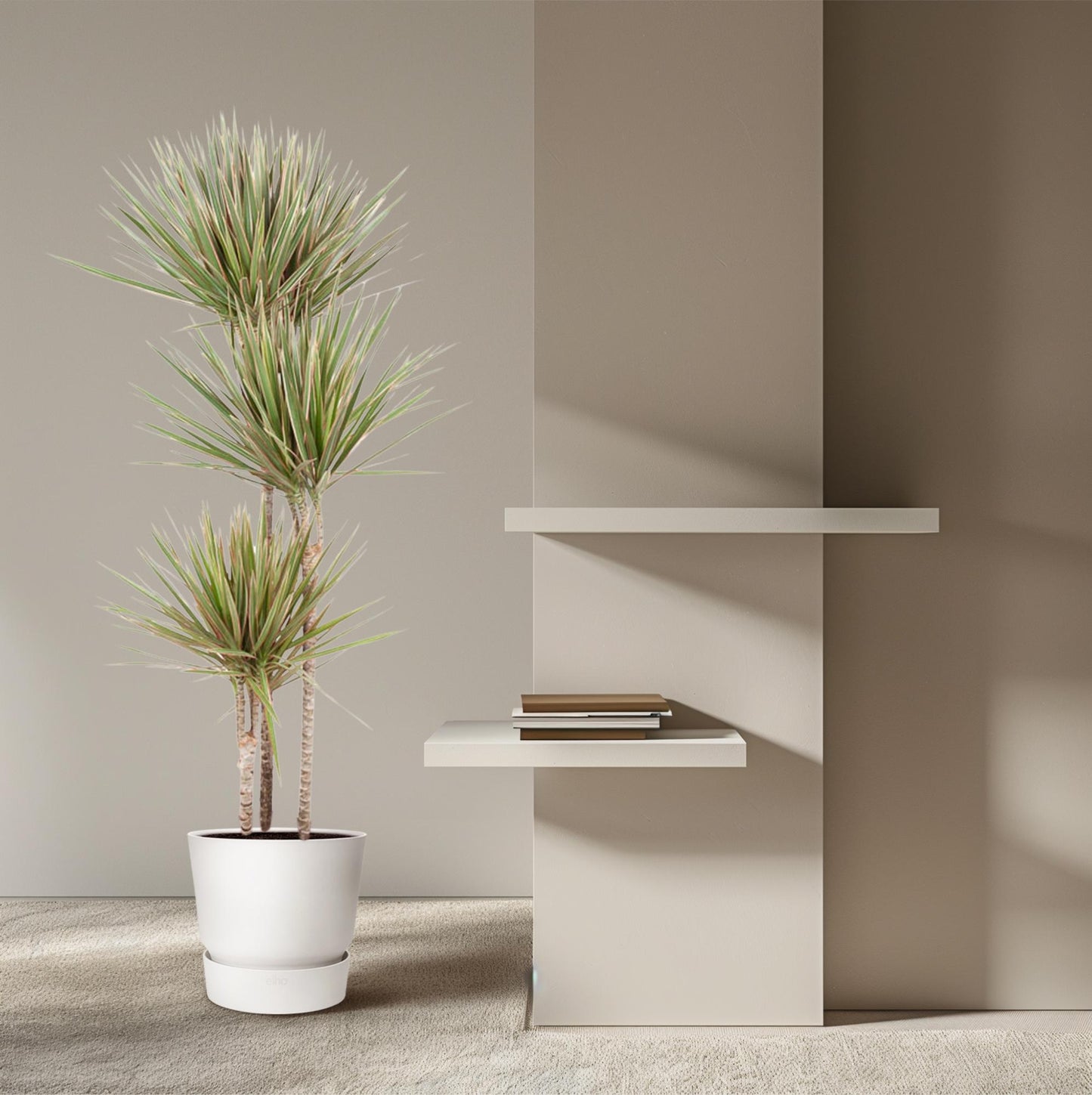 Dracaena Bicolor Carrousel – 150 cm, ø24 cm, pflegeleicht