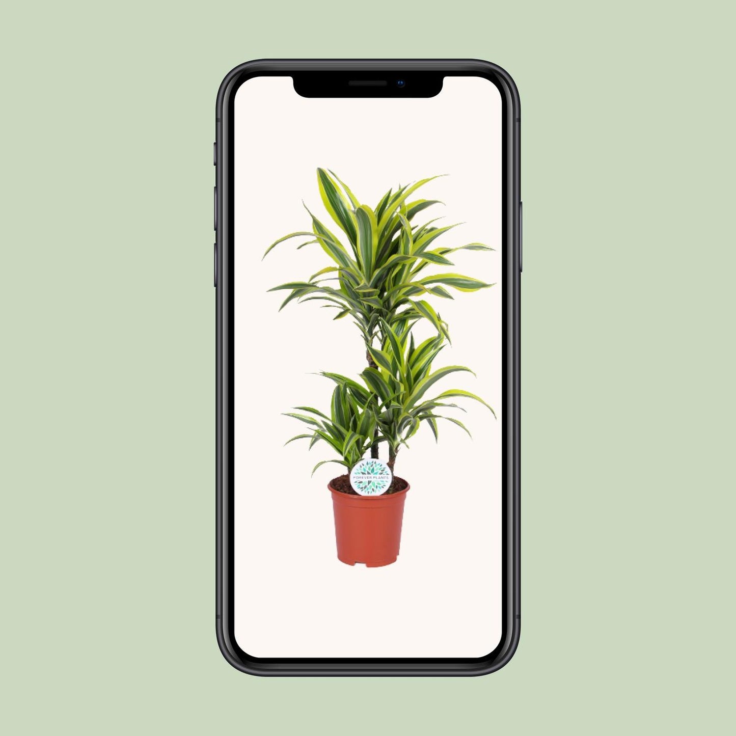 Dracaena Lemon Lime – Pflegeleichter Drachenbaum Ø21cm, 90cm hoch