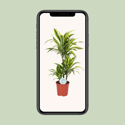 Dracaena Lemon Lime – Pflegeleichter Drachenbaum Ø21cm, 90cm hoch