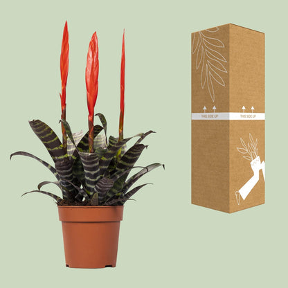 Vriesea Era Toef – Luftreinigende Zimmerpflanze Ø12cm, 45cm hoch