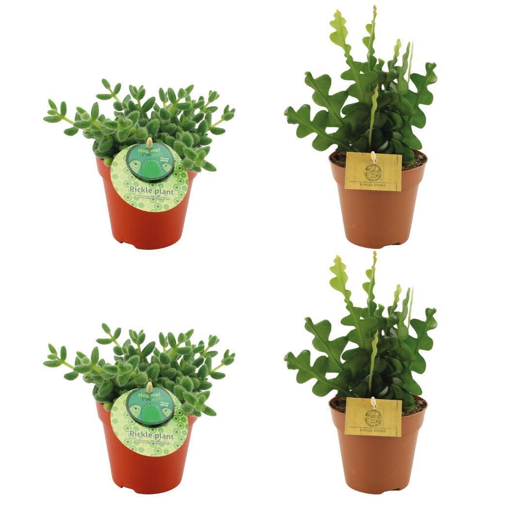 Set 4 pflegeleichte Sukkulenten im 12 cm Topf