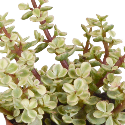 Crassula-Mix 3er Set in handbemalter Vase