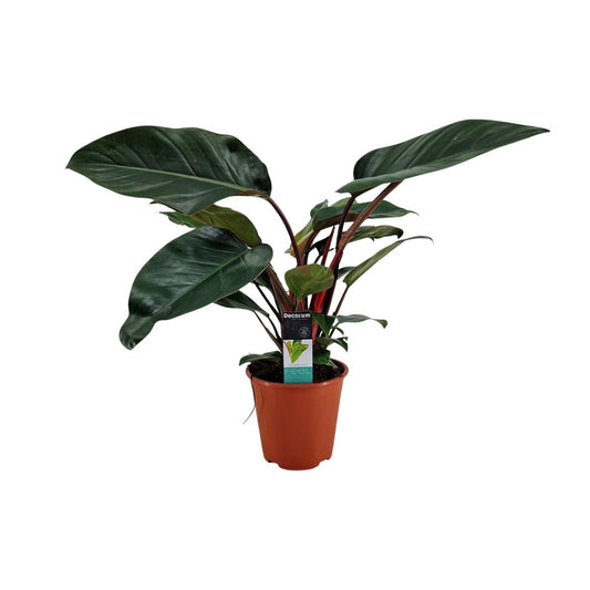 Philodendron Congo Rojo – Pflegeleichte Zimmerpflanze Ø19cm