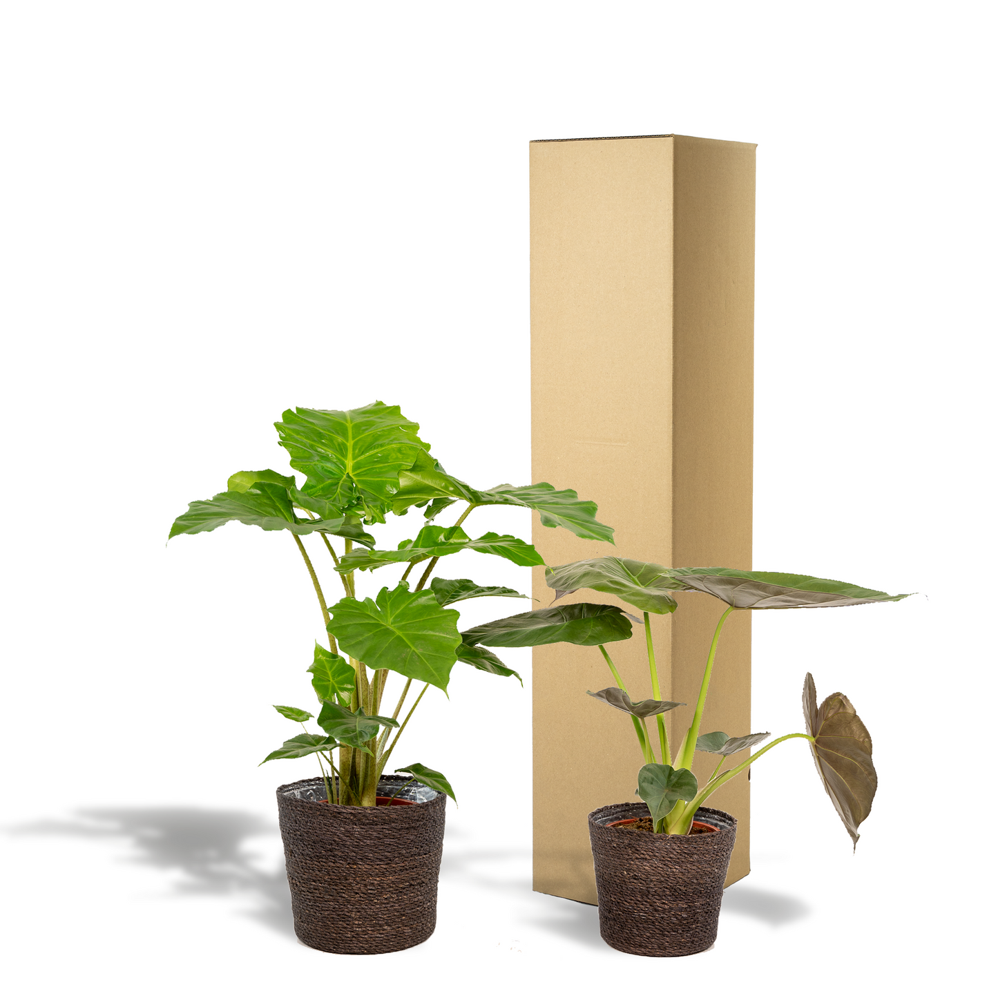 Alocasia Wentii & Portodora im Korb Ø19cm – Tropisches Zimmerpflanzen-Set