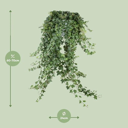 Hedera Helix Pitsburg XXL – Pflegeleichter Efeu Ø24cm