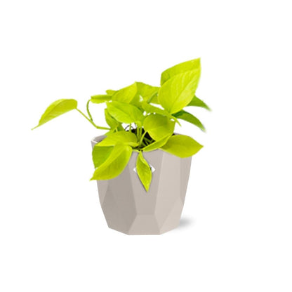 Epipremnum Pinnatum ‘Golden Pothos’ in ELHO b.for rock 14 cm warm grey