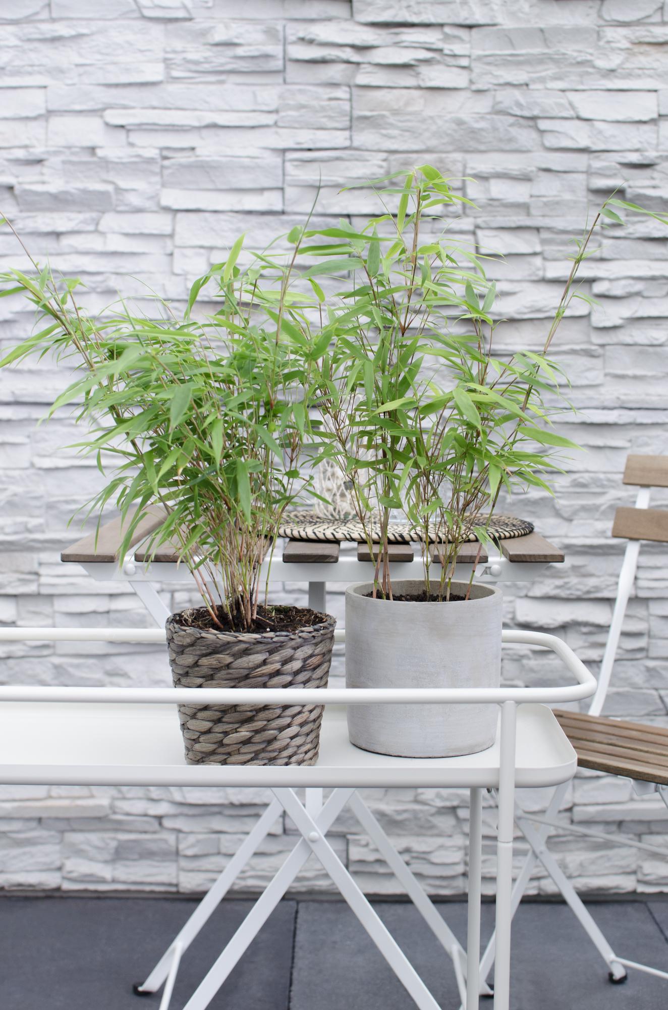 Fargesia Rufa – Pflegeleichter Gartenbambus 80 cm