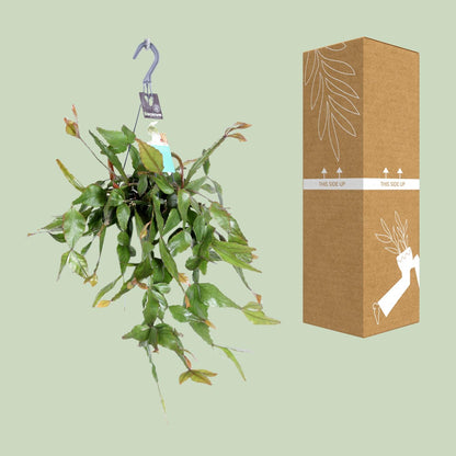 Rhipsalis Elliptica – Pflegeleichte Hängepflanze Ø17 cm