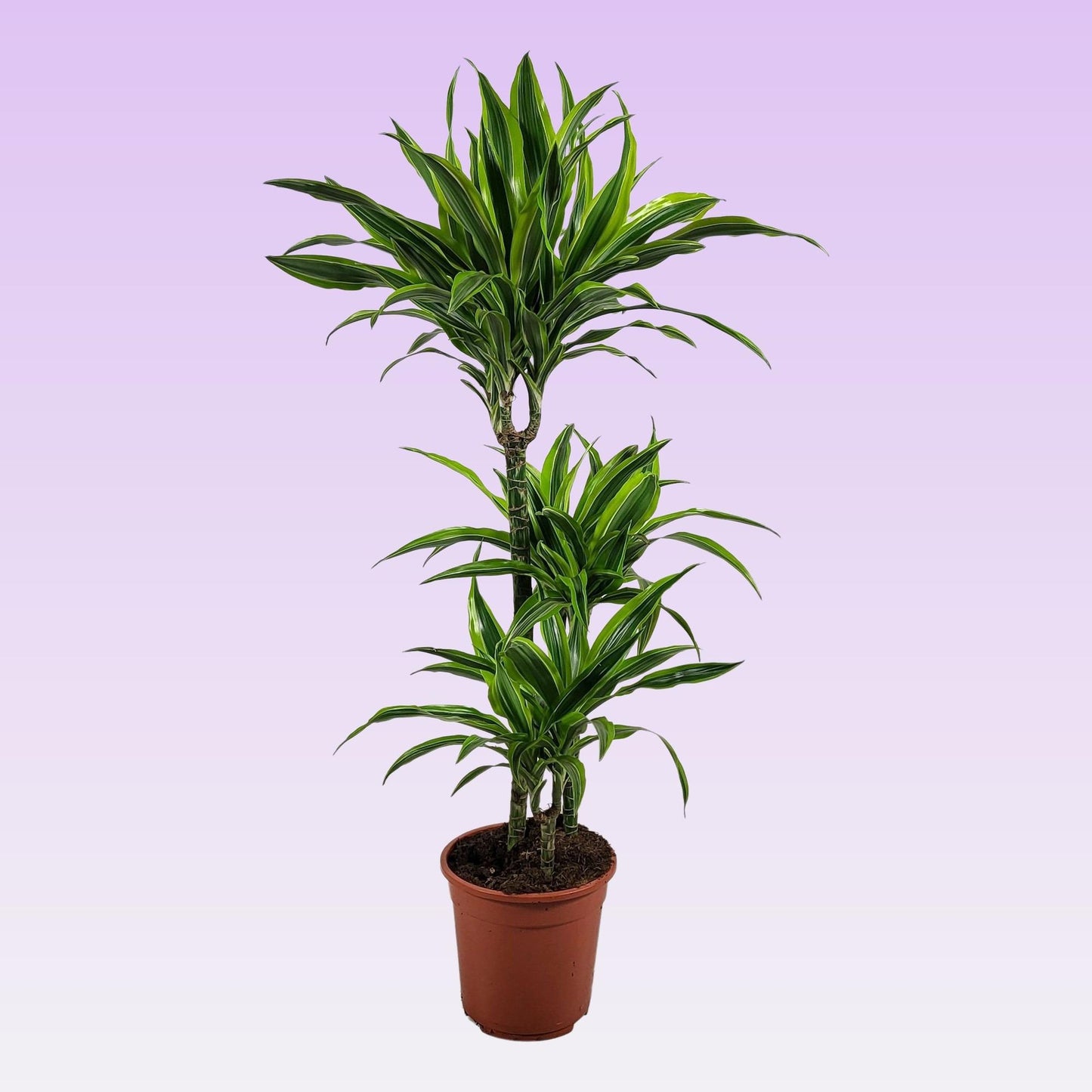 Dracaena Lemon Lime – Pflegeleichte Trendpflanze Ø21 cm