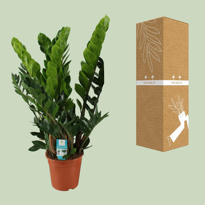 Zamioculcas Zamiifolia – Pflegeleichte ZZ-Pflanze Ø21cm