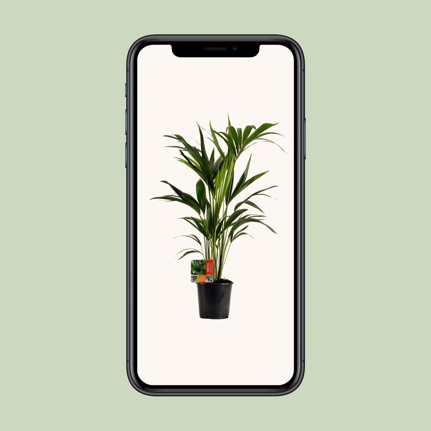 Kentia Palme – Ø19cm, 100cm hohe Zimmerpflanze