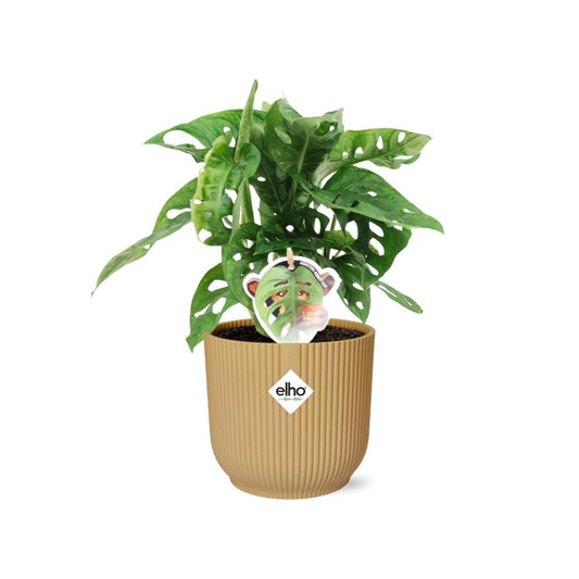 Monstera ‘Monkey Leaf’ in ELHO Vibes Fold 14cm Gelb