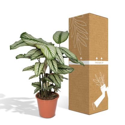 Calathea Whitestar – Pfauenpflanze 50 cm im 19 cm Topf