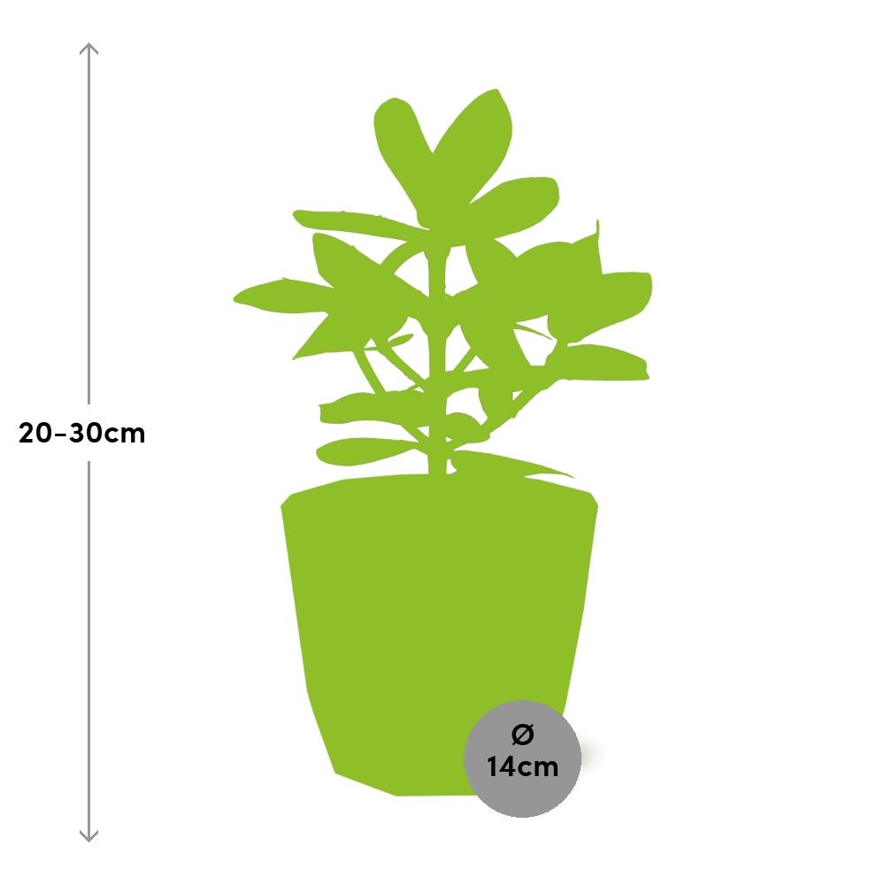 Clusia Princess in ELHO b.for rock 14 cm warm grey