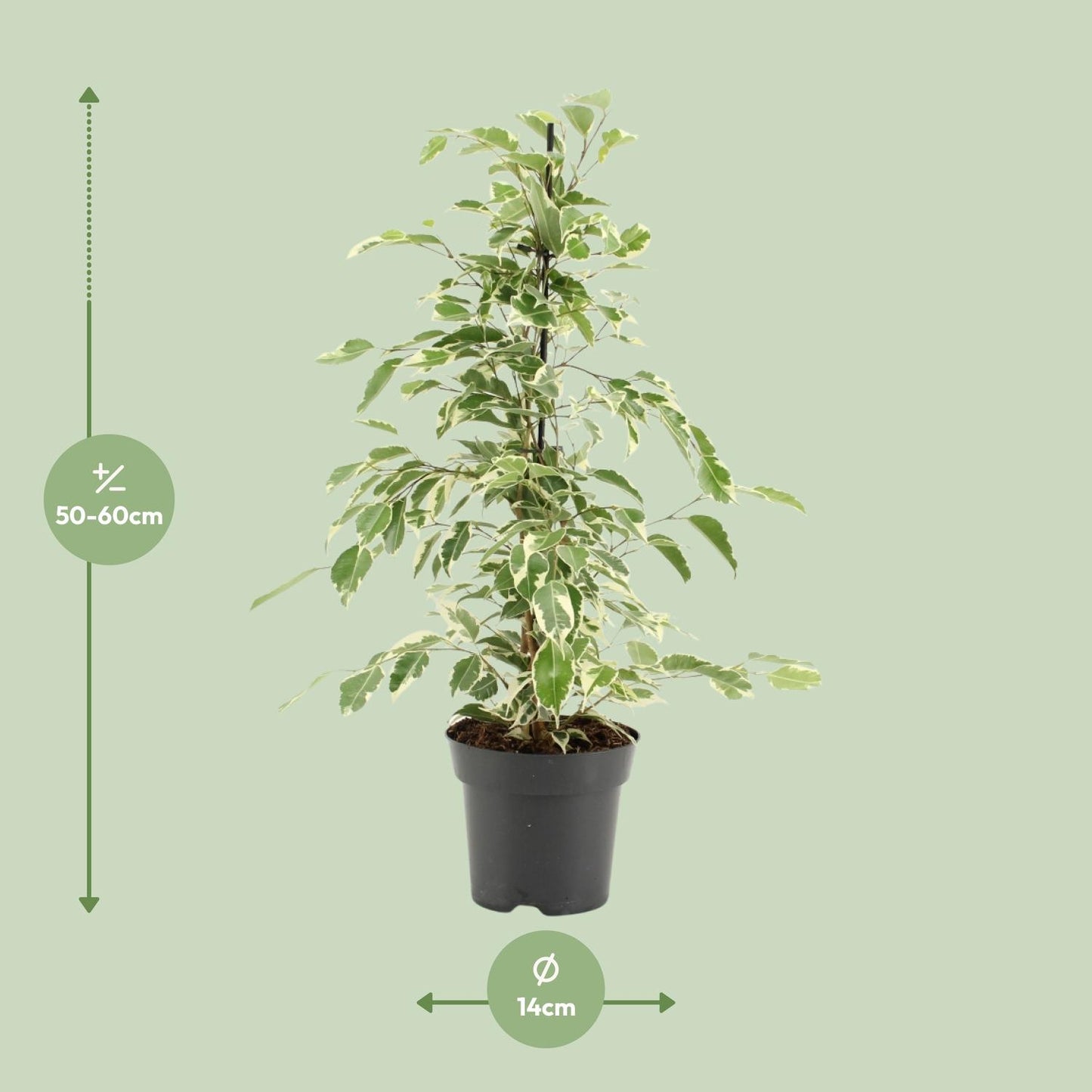 Ficus Benjamina Twilight – Pflegeleichte Zimmerpflanze Ø14cm