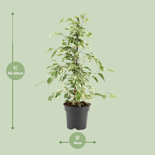 Ficus Benjamina Twilight – Pflegeleichte Zimmerpflanze Ø14cm