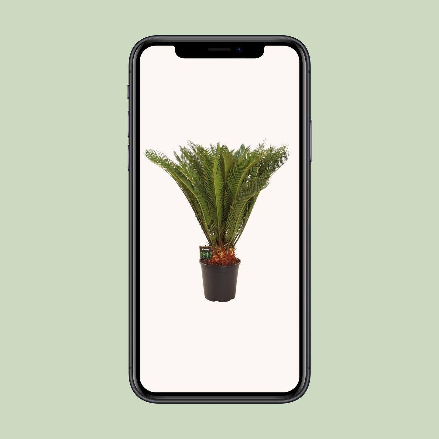 Cycas Revoluta – Pflegeleichte Farnpalme Ø24 cm, 90 cm hoch