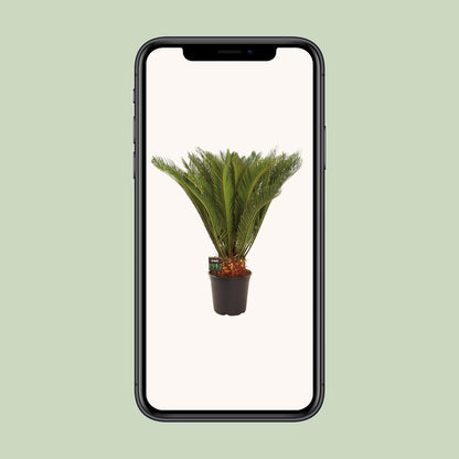 Cycas Revoluta – Pflegeleichte Farnpalme Ø24 cm, 90 cm hoch